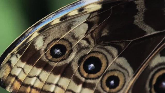 Macro pan across details of blue morpho butterfly wing