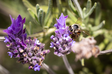 Bee collecting pollen from an English lavender.