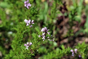 A blooming branch of rosemary