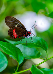 Beautiful butterfly ( Parides aglaope )on flower in a summer garden 