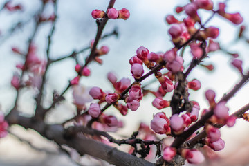 Amazing dreamlike Pink Buds on Blooming Apricot tree in the Spring time