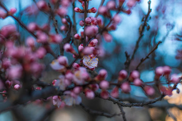Amazing fairy Pink Buds on Blooming Apricot tree in the Spring time