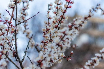 Spring white flowers on Apricot tree branch. Apricot tree fairy blooming close up on Blue Sky background