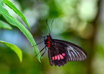 Beautiful butterfly ( Parides aglaope )on flower in a summer garden 