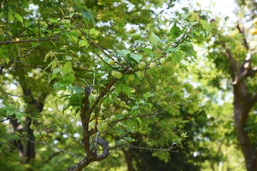 Fototapeta na wymiar Japanese apricot tree / Rosaceae deciduous tree