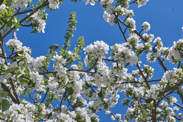 Apple trees bloom in the gardens.