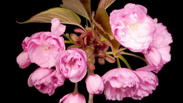 Time Lapse of Beautiful Opening Pink Sakura Flowers Bunch on Black Background. Easter Design Closeup. 4K.
