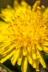 Macro Dandelion 