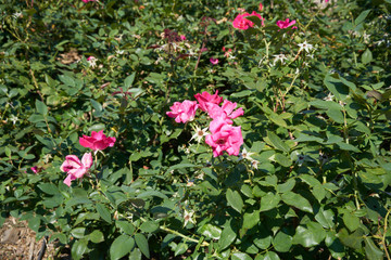pink flowers in the garden