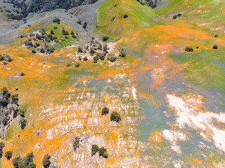 Aerial view of bright orange California Pobby (Eschscholzia) in the Los Padres National Forest, California, USA