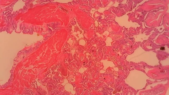 Microscope Frog Liver Section x1200 Moving