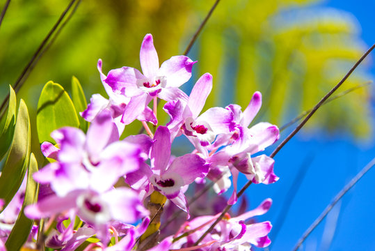 Dendrobium nobile (Orchidée bambou)