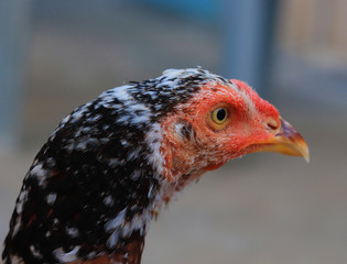 Close up head and neck of a hen, Chicken Head Close-Up