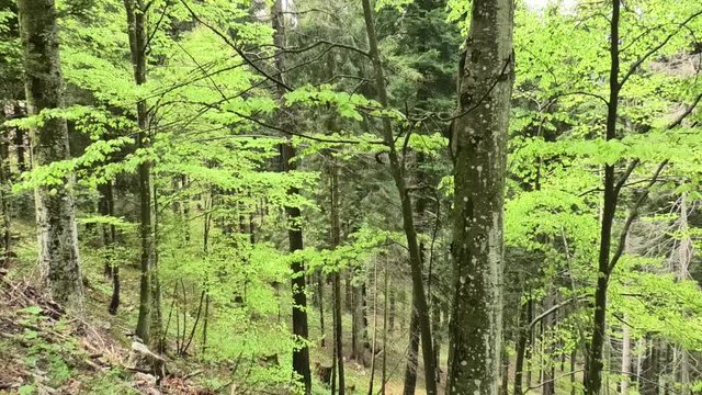 suoni e colori della primavera nelle prealpi
