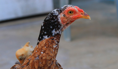 Close up head and neck of a hen, Chicken Head Close-Up