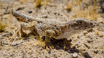 Mojave fringe-toed lizard in the Mojave desert, USA