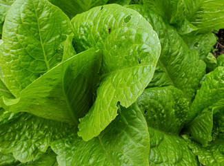 Fresh bio lettuce farming plant background,seasonal fresh raw vegetable salad