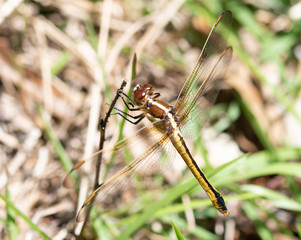 Dragonflies