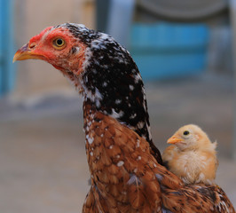 Close up head and neck of a hen, Chicken Head Close-Up