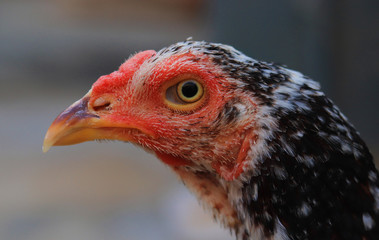 Close up head and neck of a hen, Chicken Head Close-Up