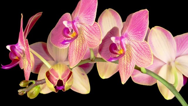 Blooming Red Orchid Phalaenopsis Flower on Black Background. Time Lapse. Negative Space. 4K.
