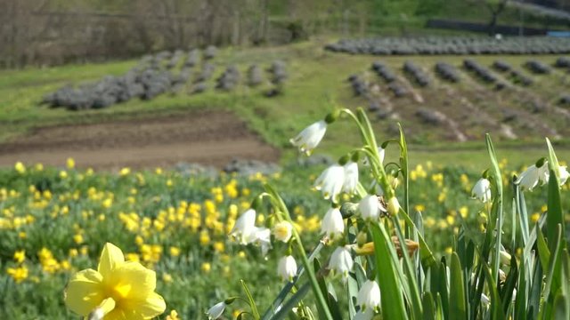 Lily of the valley and daffodil flower garden