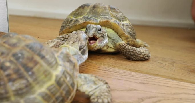 Mediterranean land turtle pet fighting with its reflection in the mirror. The turtle crawls forward with its mouth open and tries to bite its opponent