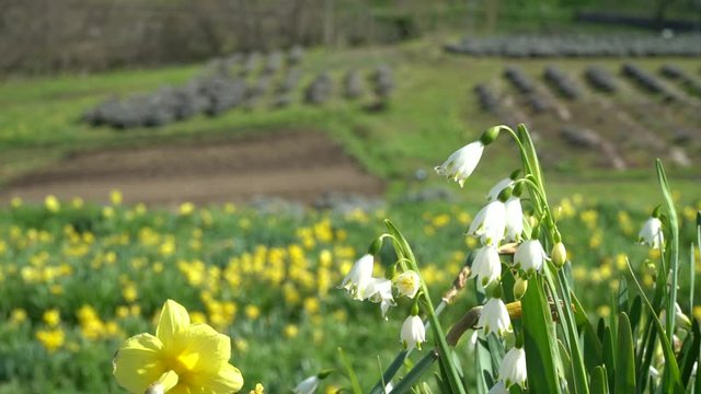 Lily of the valley and daffodil flower garden