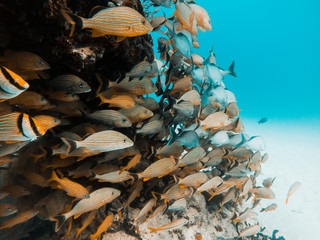 school of yellow snapper fish in Playa del Carmen, Quintana Roo, Mexico