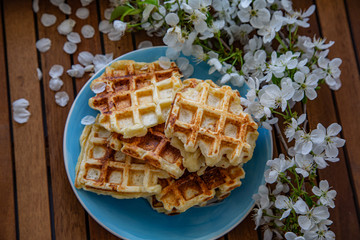 Plate with Belgian waffles with homemade cottage cheese standing on a wooden table decorated with a flowering cherry branch. Breakfast for the whole family
