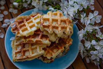Plate with Belgian waffles with homemade cottage cheese standing on a wooden table decorated with a flowering cherry branch. Breakfast for the whole family