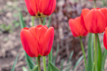 Red garden tulips close-up growth, spring bloom. Romantic fresh botanical foliage