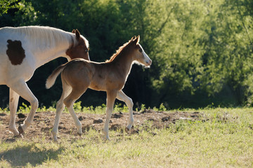 Fototapeta premium Young foal colt with paint mare horse on farm during sunrise in pasture.