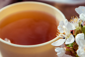 Light sunny cup glass with spring aroma flavored tea close-up. Cherry blossom white flowers on mug with reflection. Lifestyle nature outdoors romantic mood