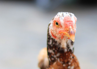 Close up head and neck of a hen, Chicken Head Close-Up
