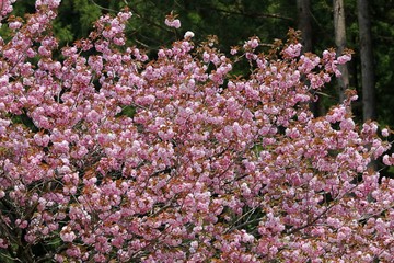 濃いピンクの八重桜が満開