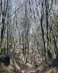 Leafless forest in a sunny spring day.