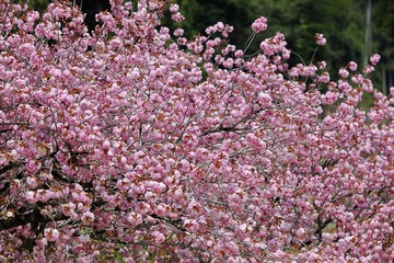 濃いピンクの八重桜が満開