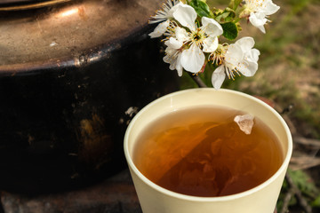 Light sunny cup with spring aroma flavored tea with petal and soot vintage teapot. Cherry blossom white flowers on mug. Lifestyle nature outdoors recreation picnic mood
