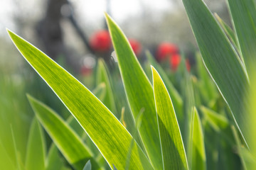 Green young grass flower leaves on bright sun shine through in garden. Spring sunny development growth
