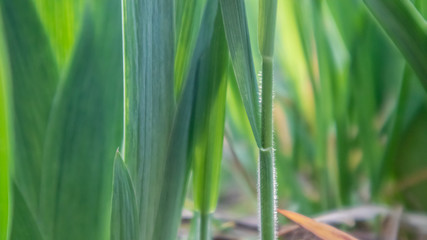 Green young grass leaves growing in spring close-up. Macro growth