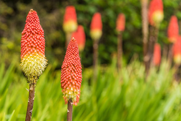 red and yellow flower