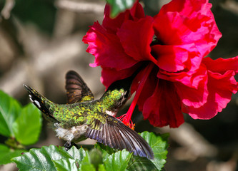 zunzun cuba varadero © Miguel