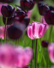 tulipano in un campo