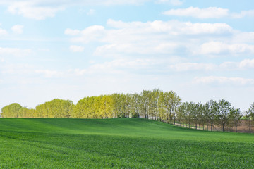 Fototapeta premium Beautiful view of green meadow with row of trees under blue sky with clouds.