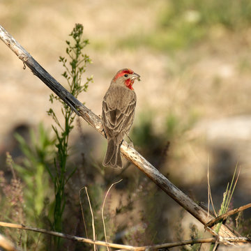 Adult male house finch (Haemorhous mexicanus) perched on a tree branch in Mexico City, CDMX, Mexico