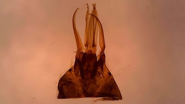 Microscope Honey Bee Mouth Parts Whole Mount x400