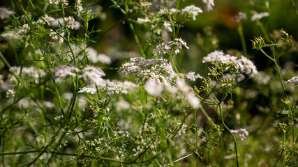 green grass in the wind
