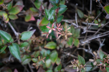 Leaves on a hedge