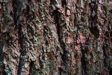 Texture of a Tree Trunk during a sunny day. Taken in Squamish, British Columbia, Canada.